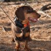 Obojek pro dalšího psa DOG GPS X20 sada 2ks - Image 2