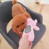 Reedog Piggy - Image 2