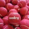 Reedog tenisový míček pro psa - S - Image 3