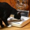Uzavíratelná miska pro psy a kočky SureFeed Pet Bowl - Image 3