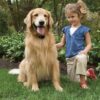 PetSafe Basic | Elektronický ohradník pro psy - Image 3
