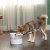 PetSafe® Outlast™ | Fontána pro psy a kočky - Image 3