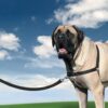 Easy Walk™ Harness | Postroj pro psa proti tahání - červená - M - Image 3