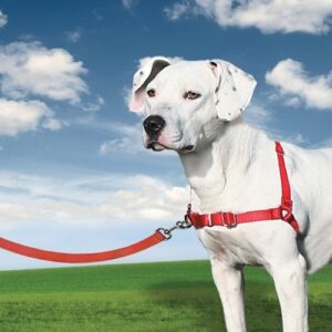 Easy Walk™ Harness | Postroj pro psa proti tahání - malinová - M