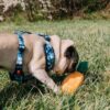 Reedog CAMO | Kšíry pro psa - XS - Image 3
