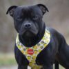 Reedog LEMON | Kšíry pro psa - M - Image 2