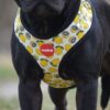 Reedog LEMON | Kšíry pro psa - M - Image 3
