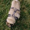 Reedog PUPPY | Kšíry pro psa - Image 2