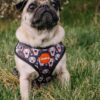 Reedog PUPPY | Kšíry pro psa - Image 3